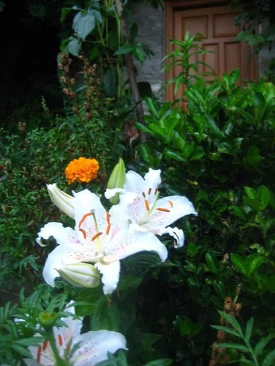Guesthouse Gouris Tsepelovo Esterno foto